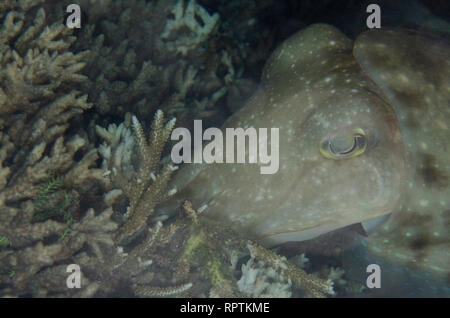 Broadclub la seiche, Sepia latimanus, ponte dans coral, Pulau Viawar site de plongée, l'Île Tanimbar, oublié, îles de la mer de Banda, Indonésie Banque D'Images