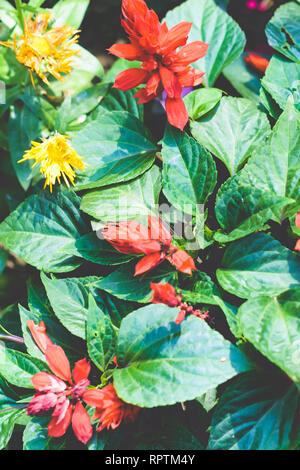 Le poinsettia (Euphorbia pulcherrima) également connu sous le nom de l'Étoile de Noël, est un arbuste ou petit arbre de la famille des euphorbes. Bien connu pour son rouge et le gre Banque D'Images