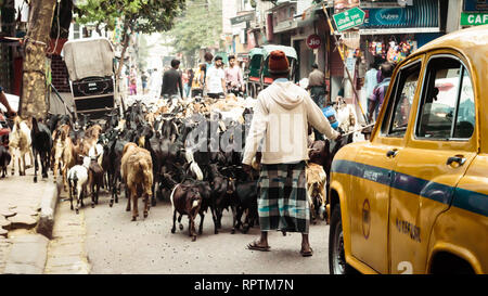 Mirza Ghalib Street, New Market, Kolkata, Décembre 2, 2018 : un musulman homme butcher prenant les bovins domestiques à l'abattoir pendant Eid Al-Adha. L'Eid al- Banque D'Images