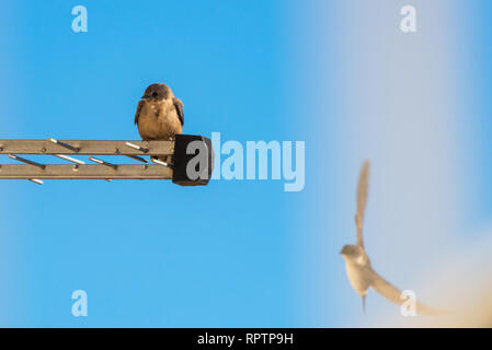 Sand Martin ou Riparia riparia. Dans les oiseaux sauvages de la vie en ville. Banque D'Images