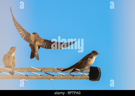 Sand Martin ou Riparia riparia. Dans les oiseaux sauvages de la vie en ville. Banque D'Images