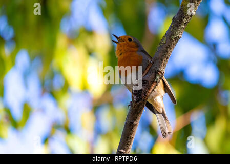 Un red robin ou Erithacus rubecula aux abords. Cet oiseau est un compagnon régulier lors des activités de jardinage. Banque D'Images