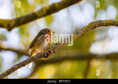 Un red robin ou Erithacus rubecula aux abords. Cet oiseau est un compagnon régulier lors des activités de jardinage. Banque D'Images