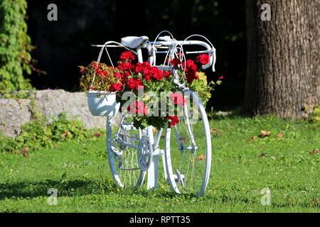 Restauré et fraîchement peint en blanc vieux vélo maintenant utilisé comme décoration de jardin Begonia suspendus et Petunia fleurs entourées d'herbe Banque D'Images