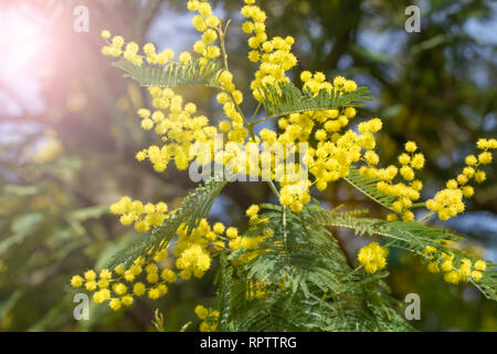 Aimerait vivre en fleurs branches de mimosa sur un arbre dans le parc. Lors d'une journée ensoleillée. Banque D'Images