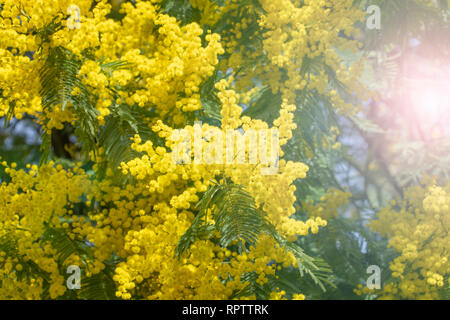 Aimerait vivre en fleurs branches de mimosa sur un arbre dans le parc. Lors d'une journée ensoleillée. Banque D'Images