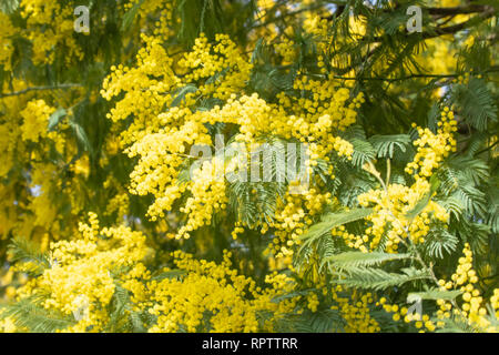 Aimerait vivre en fleurs branches de mimosa sur un arbre dans le parc. Lors d'une journée ensoleillée. Banque D'Images