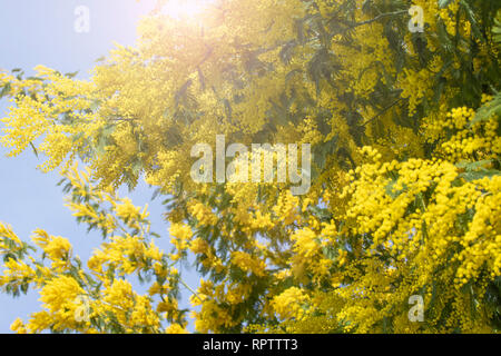 Aimerait vivre en fleurs branches de mimosa sur un arbre dans le parc. Lors d'une journée ensoleillée. Banque D'Images