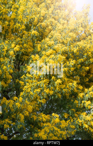 Aimerait vivre en fleurs branches de mimosa sur un arbre dans le parc. Lors d'une journée ensoleillée. Banque D'Images
