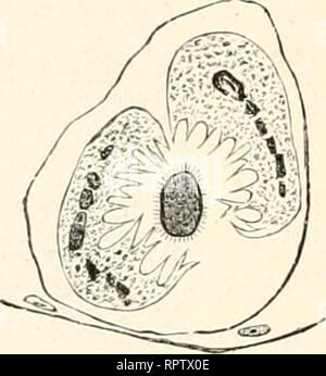 . Allgemeine Biologie. Biologie ; les cellules. Fig. 360. B. Veuillez noter que ces images sont extraites de la page numérisée des images qui peuvent avoir été retouchées numériquement pour plus de lisibilité - coloration et l'aspect de ces illustrations ne peut pas parfaitement ressembler à l'œuvre originale.. Hertwig, Oscar, 1849-1922. Jena, G. Fischer Banque D'Images