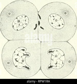 . Allgemeine Biologie. Biologie ; les cellules. Fig. 184. Fig. 185.. Veuillez noter que ces images sont extraites de la page numérisée des images qui peuvent avoir été retouchées numériquement pour plus de lisibilité - coloration et l'aspect de ces illustrations ne peut pas parfaitement ressembler à l'œuvre originale.. Hertwig, Oscar, 1849-1922. Jena G. Fischer Banque D'Images