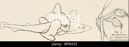 . Allgemeine Biologie ;. 454 Emil Godlewski iun. : Fortpflanzung Tierreiche Begattung im mit direkter Einführung der weiblichen Genitalwege Samenfäden à mourir. Ist Sehr verbreitet derjenige Begattungstypus, bei welchem die Spermato- zoen vom Männchen direkt in die weiblichen Geschlechtswege eingeführt werden. Geschlechtsapparat dennoch dem äußeren kann ein besonderes Begattungsorgan eineVerlängerung desGeschlechtskanals fehlen, das direkte und bilden die weiblichen Besamung dans Genitalwege bewirken. Dans sehr vielen est saurait sind zur Einführung der besondere dans Spermatozoen die weiblichen Banque D'Images