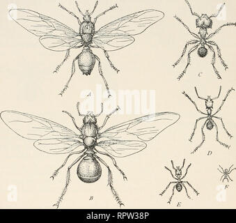 . Allgemeine Biologie ;. 434 Emil Godlewski iun. Im Tierreiche kenden Fortpflanzung : Verhältnisse der Körpergröße. Weibchenformen appartements diesen typischen kommen aber oft noch vor atypische, bzw. polymorphe (vgl. Fig. 13, D -F), und zwar unter den nettement aussi geschlechtlich geflügelten, entwickelten Weibchen, als auch bei den Arbeiterinnen. Bei den Formen geflügelten findet man z. B. die sog. Mikrogynen, durch ihre geringe Größe auffallenden Zwerg- weibchen stärkerer Behaarung mit, verdickten Beinen usw. ; l'homme nennt. Fig. 13. Polymorpliismus der Ameisen (Atta cephalotes). Un geflügeltes Männchen, Banque D'Images
