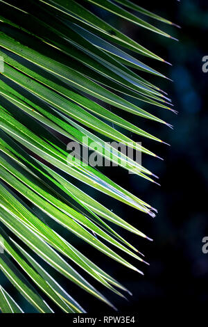 La photo en gros plan de green palm tree leaf sur fond sombre, effet de soleil Banque D'Images