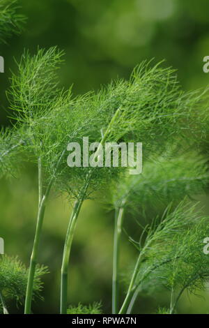 Fenouil Foliage (Foeniculum vulgare) dans un jardin. Ecosse, Royaume-Uni. Banque D'Images