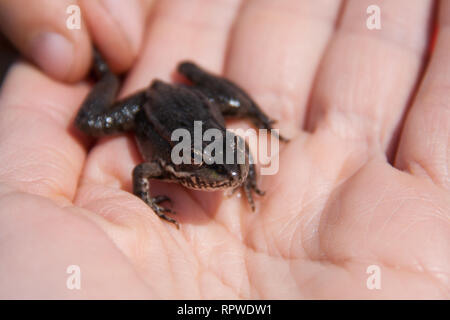 Petit lac frog assis sur une main Banque D'Images