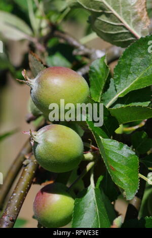 Trio de pommes en développement sur un pommier de jardin au début de l'été. Perth, Écosse, Royaume-Uni. Banque D'Images