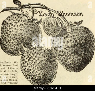 . Allen's catalogue de choix fraisier aussi ma spécialité dewberry, mûre, de framboise, de groseille, de cassis et de légumes, de raisins, etc. l'Horticulture pépinières (Maryland) ; catalogues de Salisbury Salisbury pépinière Maryland Maryland ; Fraises Catalogues Catalogues de Salisbury. O. F. Allen et le catalogue de semences, Salisbury, MD 15 omsow. LADY THOMPSON.-c'est la grande baie de la Caroline du Nord, où il est cultivé par les milliers d'acres. Dans la grande fraise sections de Chadbourn, N. C, où, sans doute, plus les fraises sont cultivées qu'à n'importe quel autre endroit dans le monde, neuf Banque D'Images