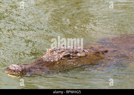 À la recherche de proies. Le crocodile du Nil. Le Lac Baringo, au Kenya. Banque D'Images