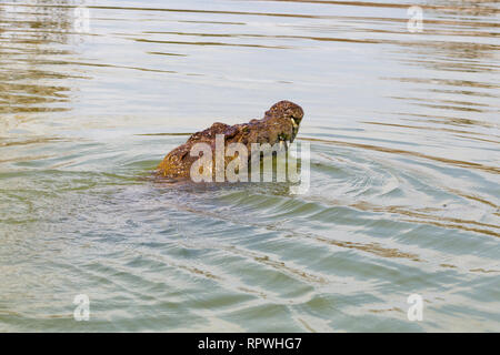 Le crocodile avale le poisson. Le Lac Baringo, au Kenya. Banque D'Images