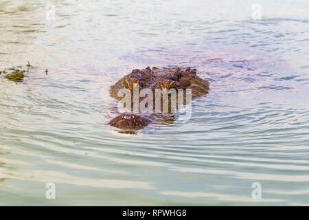 Portrait d'un crocodile du Nil. Le Lac Baringo, au Kenya. Afrique du Sud Banque D'Images