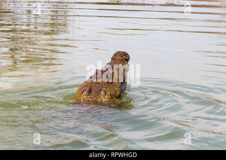 Le crocodile avale la proie. Le Lac Baringo, au Kenya. Banque D'Images