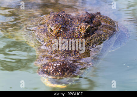 Tête d'un grand crocodile. Au Kenya. Le Lac Baringo. Banque D'Images