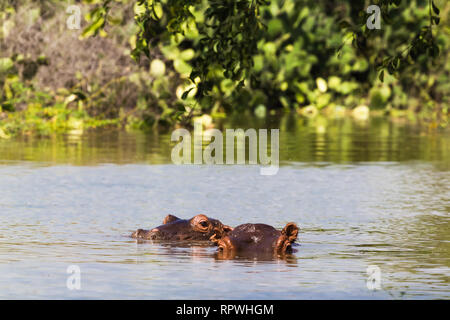 Hippo du lac Baringo. Le Kenya, l'Afrique Banque D'Images