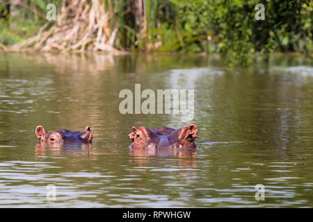 Deux hippo du lac Baringo. Le Kenya, l'Afrique Banque D'Images