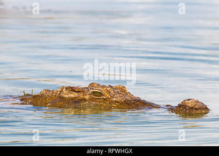 À la recherche de proies. Crocodile. Le Lac Baringo, au Kenya. Banque D'Images