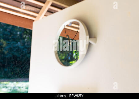 Grand tissage d'une araignée dans la jungle web 'araignée Nephila pilipes.' Banque D'Images