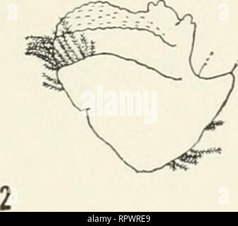 . Allan Hancock expéditions du Pacifique. Des expéditions scientifiques. . Veuillez noter que ces images sont extraites de la page numérisée des images qui peuvent avoir été retouchées numériquement pour plus de lisibilité - coloration et l'aspect de ces illustrations ne peut pas parfaitement ressembler à l'œuvre originale.. Allan Hancock Foundation. Los Angeles : Allan Hancock Foundation pour la recherche scientifique, Université du sud de la Californie) appuyez sur Banque D'Images