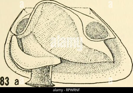 . Allan Hancock expéditions du Pacifique. Des expéditions scientifiques. . Veuillez noter que ces images sont extraites de la page numérisée des images qui peuvent avoir été retouchées numériquement pour plus de lisibilité - coloration et l'aspect de ces illustrations ne peut pas parfaitement ressembler à l'œuvre originale.. Allan Hancock Foundation. Los Angeles : Allan Hancock Foundation pour la recherche scientifique, Université du sud de la Californie) appuyez sur Banque D'Images