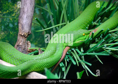 Pit Viper Lèvres blanches Banque D'Images