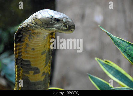 King Cobra Banque D'Images