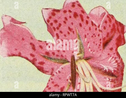 . Toutes les sélections rose Amérique vainqueur : mission bells. Pépinières (Horticulture) ; Catalogues Catalogues de graines de fleurs roses ; plantes ornementales ; catalogues, catalogues. . Veuillez noter que ces images sont extraites de la page numérisée des images qui peuvent avoir été retouchées numériquement pour plus de lisibilité - coloration et l'aspect de ces illustrations ne peut pas parfaitement ressembler à l'œuvre originale.. Germain Société des semences et des plantes ; Henry G. Gilbert Pépinière et du commerce de semences Catalogue Collection. Los Angeles, Californie : Germain