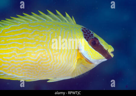 Rabbitfish masqué, Sigus puellus, site de plongée sans concours, île Balbulol, Misool, Raja Ampat, Papouasie occidentale,Indonésie Banque D'Images