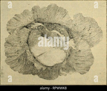 . Alexander's garden et catalogue de semences sur le terrain. La fin de télévision néerlandais Alexander's perfectionné Début Jersey Wakefield Wakefield Jersey Début d'Alexandre -un bijou de petit chou et un grand favori avec les jardiniers amateurs en raison de sa taille ; peuvent être plantés à moins de grandes variétés et sa taille en fait le meilleur choix pour l'arrière-cour jardins où de petites quantités sont recherchés à la fois. C'est également un grand favori des maraîchers pour un supplément de récolte précoce. Un bon sûr cropper. Pkt. 10c ;  % oz. 25c ; oz. 45c ;  % lb. $.00, lb. 3,75 $, services postpayés. -C'est une vieille variété qui est trop bien connu pour descr Banque D'Images