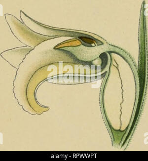 . Album des moulins de l'Europe centrale et septentrionale. . Veuillez noter que ces images sont extraites de la page numérisée des images qui peuvent avoir été retouchées numériquement pour plus de lisibilité - coloration et l'aspect de ces illustrations ne peut pas parfaitement ressembler à l'œuvre originale.. Montaubion-chardonney, Henry, 1854-1939. Genève, Librairie Georg Banque D'Images