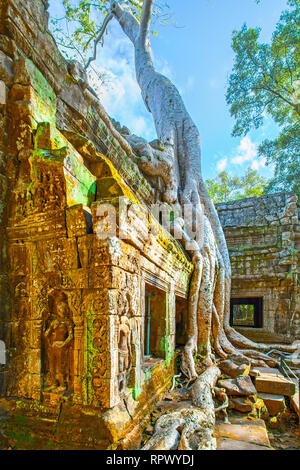 Ruines du temple Ta Prohm retors autour par giant racines dans l'Angkor Wat, au Cambodge Banque D'Images
