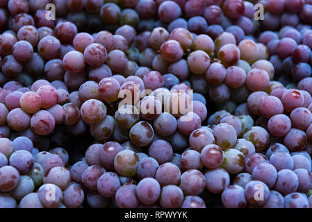 Les raisins violets Vitis labrusca (ou fox grape) Banque D'Images