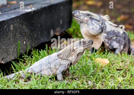 Un iguane scaley et c'est mate au soleil sur l'herbe au soleil et les ombres sur le Yacatan dans la Riviera au Mexique à la recherche de nourriture. Banque D'Images