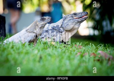 Un iguane scaley et c'est mate au soleil sur l'herbe au soleil et les ombres sur le Yacatan dans la Riviera au Mexique à la recherche de nourriture. Banque D'Images