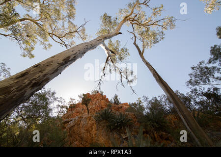 Angkerle Atwatye Standley Chasm est considérée comme une commission géologique spectaculaire et importante icône culturelle du centre de l'Australie. Banque D'Images