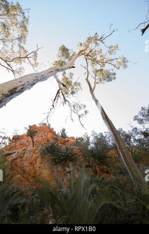 Angkerle Atwatye Standley Chasm est considérée comme une commission géologique spectaculaire et importante icône culturelle du centre de l'Australie. Banque D'Images