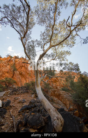 Angkerle Atwatye Standley Chasm est considérée comme une commission géologique spectaculaire et importante icône culturelle du centre de l'Australie. Banque D'Images