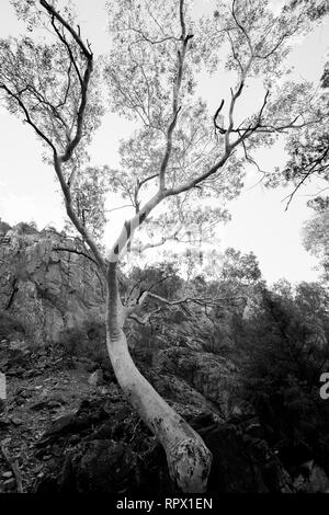 Angkerle Atwatye Standley Chasm est considérée comme une commission géologique spectaculaire et importante icône culturelle du centre de l'Australie. Banque D'Images