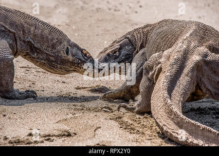 Deux dragons de Komodo combats sur la plage, l'île de Komodo, à l'Est de Nusa Tenggara, en Indonésie Banque D'Images