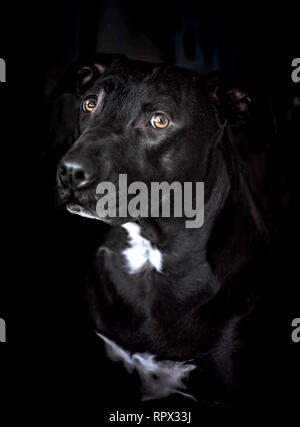 Portrait d'un American Staffordshire Terrier Banque D'Images
