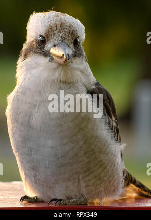 Portrait d'un Kookaburra, Australie Banque D'Images